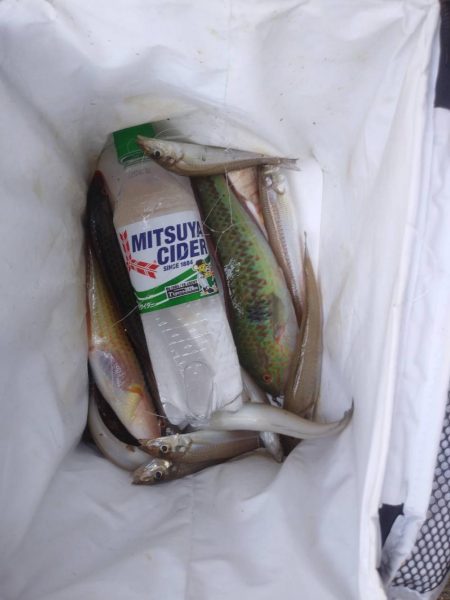 サゴシは釣れず