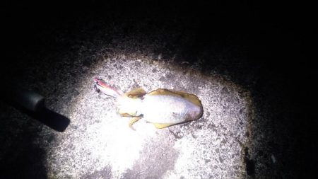 強風の中新子アオリイカ5ハイ