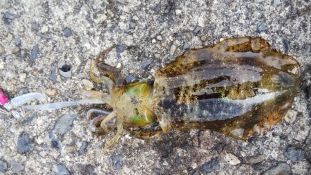 午後からエギング