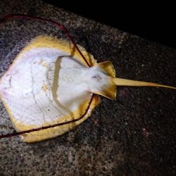 青物狙いのハズが