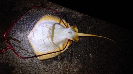 青物狙いのハズが