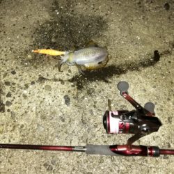 今シーズン初アオリイカ