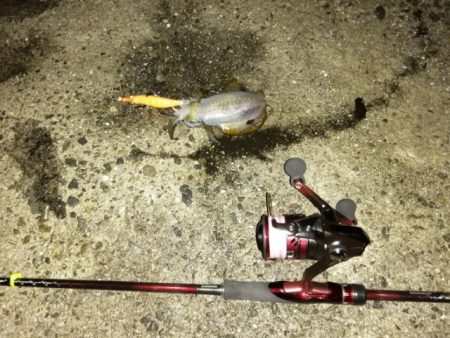 今シーズン初アオリイカ