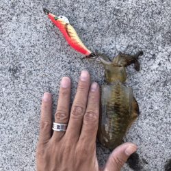 9月14日見えイカにつられて