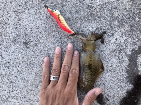 9月14日見えイカにつられて