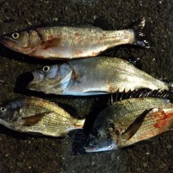 連夜の釣行