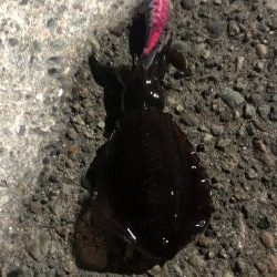 まだまだ小ぶり