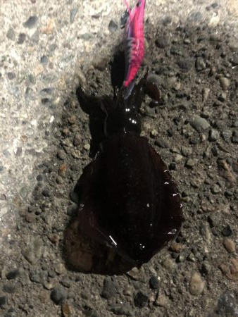 まだまだ小ぶり