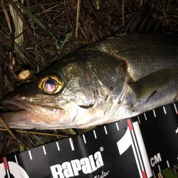 円山川チーバス