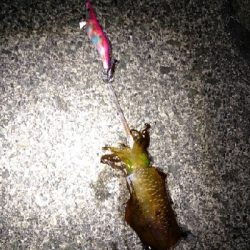 コロッケ1パイとタテシマフエダイ