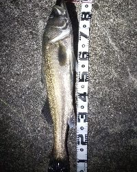 久しぶりのランカー♪