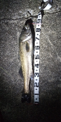 久しぶりのランカー♪