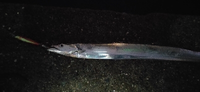 大阪湾奥にもようやくタチウオ