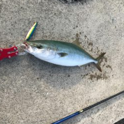 ハマチに成長中