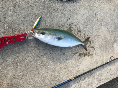 ハマチに成長中