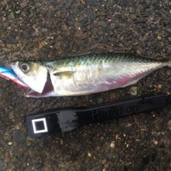 タチウオ居ませんでした