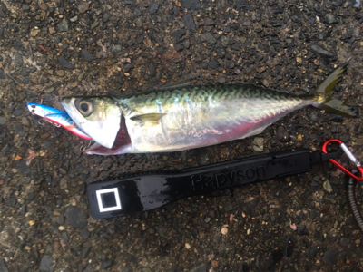 タチウオ居ませんでした