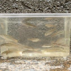 近所の水路で入れ食いを楽しむ(6)