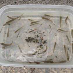 近所の水路で入れ食いを楽しむ(7)