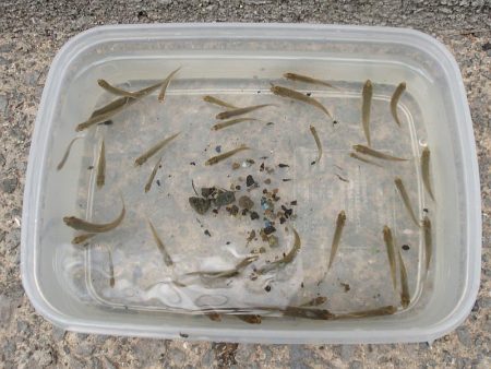 近所の水路で入れ食いを楽しむ(7)