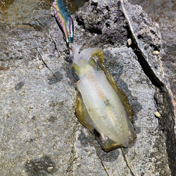 日本海エギング(2020-2)