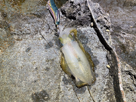 日本海エギング(2020-2)