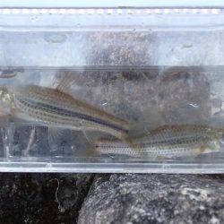 よく肥えたモロコ