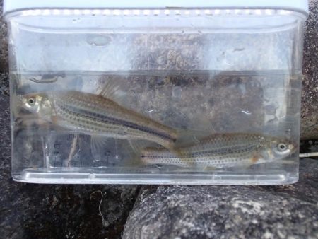 よく肥えたモロコ