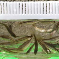 近所の水路で入れ食いを楽しむ(8)＋α