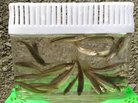 近所の水路で入れ食いを楽しむ(8)＋α