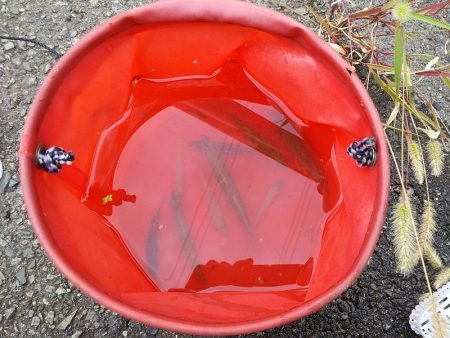 五目達成 ～小物釣り～