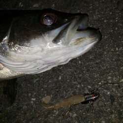 夜練釣行