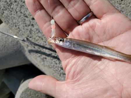 昼間の暑い中でも