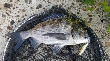 クロダイ釣果Ⅱ