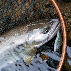 細身ですが尺ヤマメ‼️