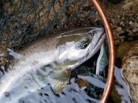 細身ですが尺ヤマメ‼…