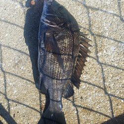 タチウオ不発でしたが