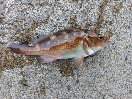 サケ釣り不発、かわりにソイ