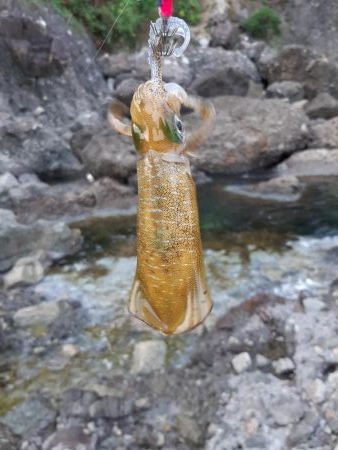 アオリイカ探して