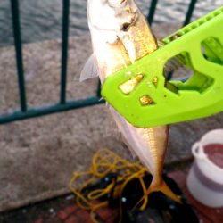 だいぶ涼しくなりました!