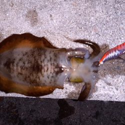 なんとかボウズ逃れ