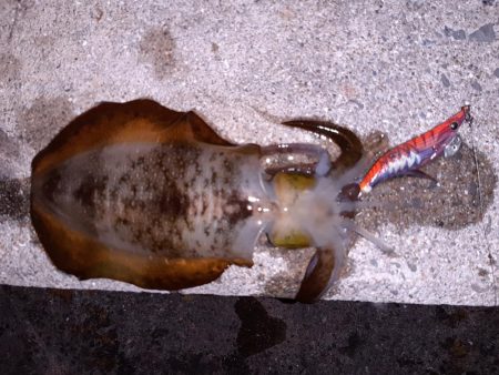 なんとかボウズ逃れ