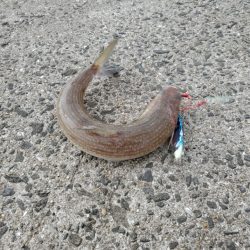 ボウズよりはマシか…。