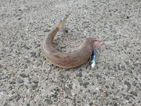 ボウズよりはマシか…。