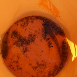 ハゼ4匹釣れましたGET