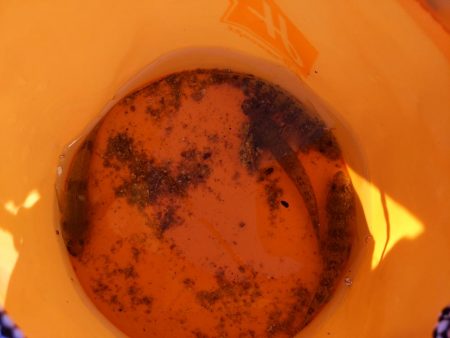 ハゼ4匹釣れましたGET