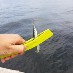 初和田防!魚種豊富!