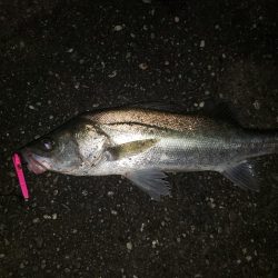 夜練釣行