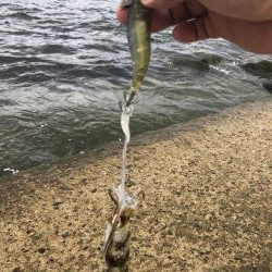 新子ランガン釣果