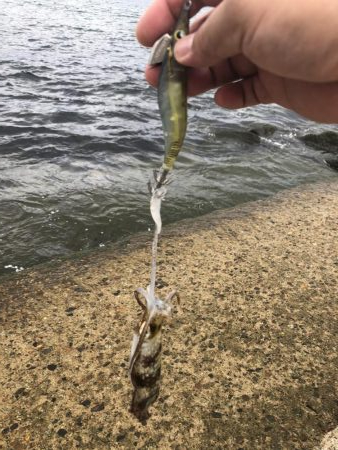 新子ランガン釣果